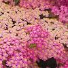 Achillea 'Pretty Belinda', flowers