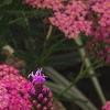 Achillea 'Pretty Belinda', flowers