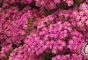 Achillea 'Pretty Belinda', flowers