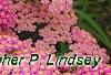 Achillea 'Pretty Belinda', flowers