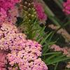 Achillea 'Pretty Belinda', flowers