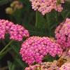 Achillea 'Pretty Belinda', flowers