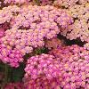 Achillea 'Pretty Belinda', flowers