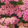 Achillea 'Pretty Belinda', flowers