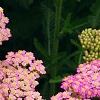 Achillea 'Pretty Belinda', flowers