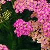 Achillea 'Pretty Belinda', flowers