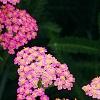Achillea 'Pretty Belinda', flowers