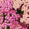 Achillea 'Pretty Belinda', flowers