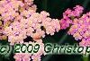 Achillea 'Pretty Belinda', flowers