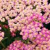 Achillea 'Pretty Belinda', flowers