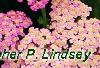 Achillea 'Pretty Belinda', flowers