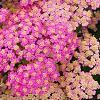 Achillea 'Pretty Belinda', flowers