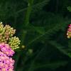 Achillea 'Pretty Belinda', flowers