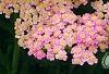 Achillea 'Pretty Belinda', flowers