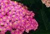 Achillea 'Pretty Belinda', flowers