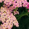 Achillea 'Pretty Belinda', flowers