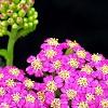 Achillea 'Pretty Belinda', flowers