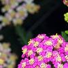 Achillea 'Pretty Belinda', flowers