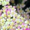 Achillea 'Pretty Belinda', flowers