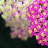 Achillea 'Pretty Belinda', flowers