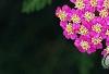 Achillea 'Pretty Belinda', flowers