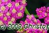 Achillea 'Pretty Belinda', flowers
