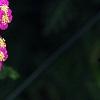 Achillea 'Pretty Belinda', flowers