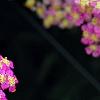 Achillea 'Pretty Belinda', flowers