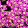 Achillea 'Pretty Belinda', flowers