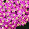 Achillea 'Pretty Belinda', flowers