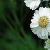 Achillea ptarmica 'Ballerina', flowers