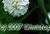 Achillea ptarmica 'Ballerina', flowers