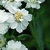 Achillea ptarmica 'Ballerina', flowers