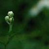 Achillea ptarmica 'Ballerina', flowers