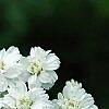 Achillea ptarmica 'Ballerina', flowers