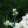 Achillea ptarmica 'Ballerina', flowers