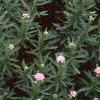 Achillea siberica 'Kamtschaticum', habit