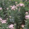 Achillea siberica 'Kamtschaticum', habit