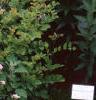 Achillea siberica 'Kamtschaticum', habit