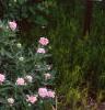 Achillea siberica 'Kamtschaticum', habit