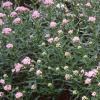 Achillea siberica 'Kamtschaticum', habit