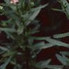 Achillea siberica 'Kamtschaticum', flowers