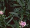 Achillea siberica 'Kamtschaticum', flowers