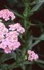 Achillea siberica 'Kamtschaticum', flowers