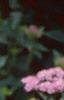 Achillea siberica 'Kamtschaticum', flowers
