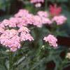 Achillea siberica 'Kamtschaticum', flowers
