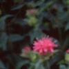 Achillea siberica 'Kamtschaticum', flowers