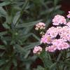 Achillea siberica 'Kamtschaticum', flowers