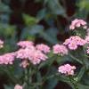 Achillea siberica 'Kamtschaticum', flowers