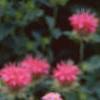 Achillea siberica 'Kamtschaticum', flowers